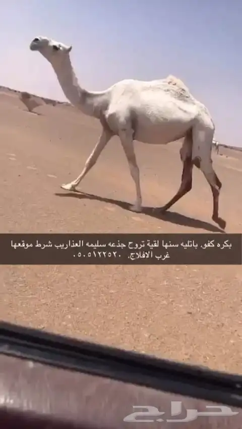 ضرايب وضح كفووو 0