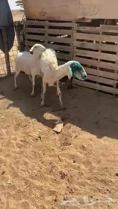 غنم حريات للبيع 1