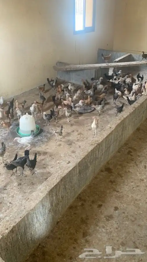 فروخ دجاج بلدي 1