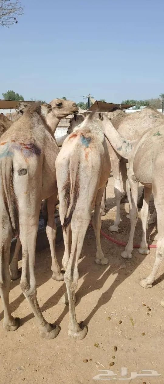 لتجار الجمله والملاحم برابر وتيوس باسعار منافسه جدا 7