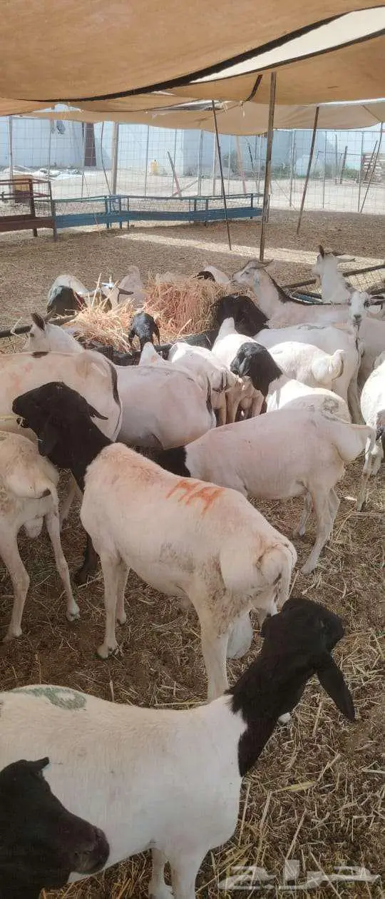 لتجار الجمله والملاحم برابر وتيوس باسعار منافسه جدا 2