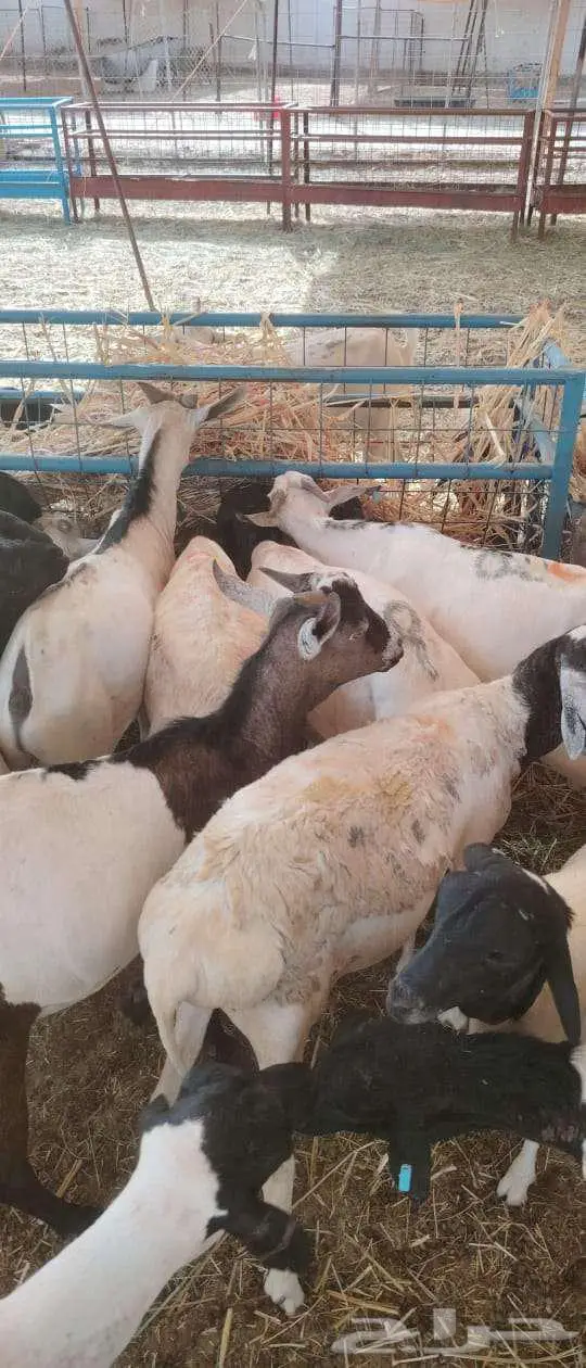 لتجار الجمله والملاحم برابر وتيوس باسعار منافسه جدا 3