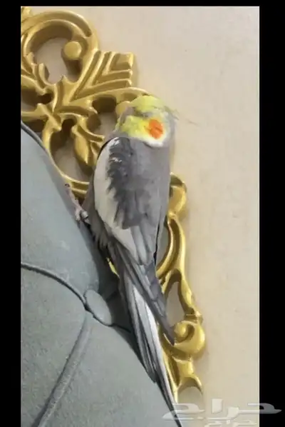 كروان هدد متكلم 2