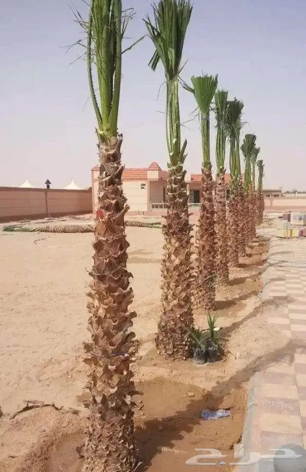نخل واشنطني زينه 7