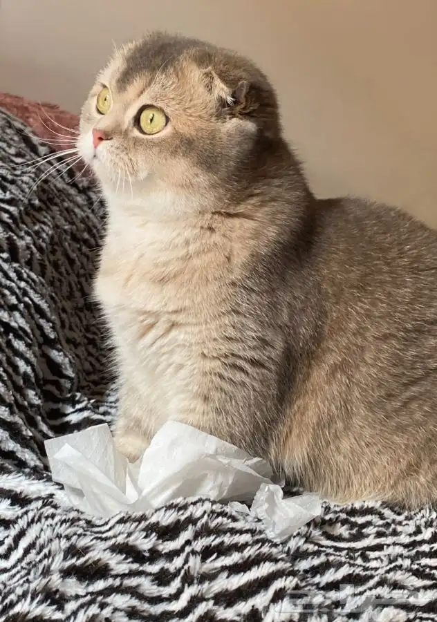 سكوتش فولد 15