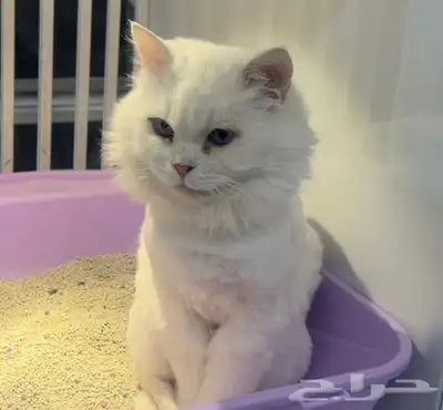 بيع قطط شيرازيه مع الام 3