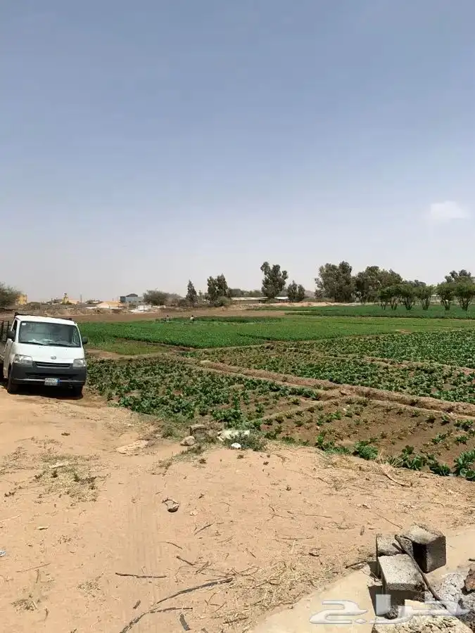 نوفر ذبائح الكشتات مع السلخ ولتوصيل 9