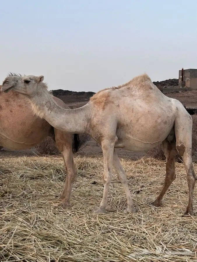 ابل خلفات ولحقات 13