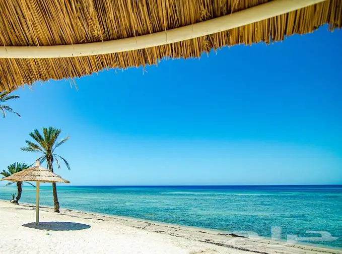 كاميرا نيكون NIKON D7000 14