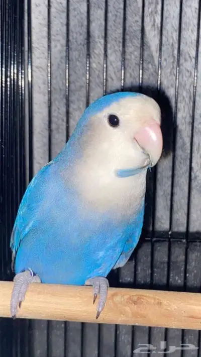 طيور روز اليف وغير اليف منتج 1