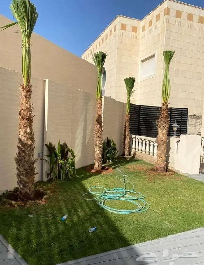 نخل واشنطني زينه 9