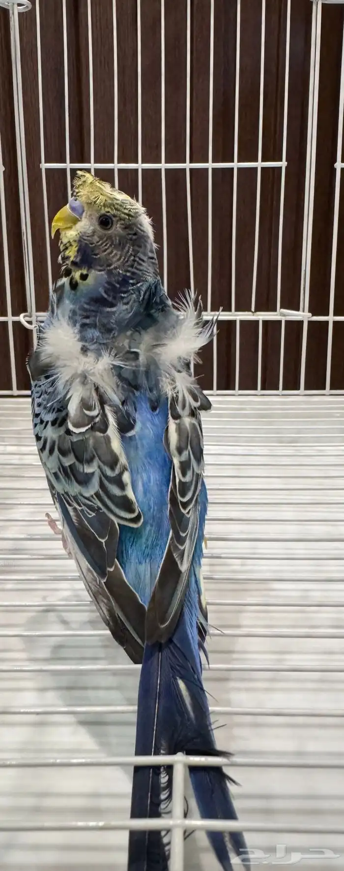 جوزين و ذكور 1