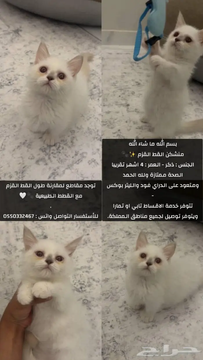 القط القزم 1