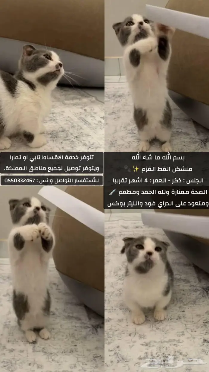 منشكن القط القزم 1