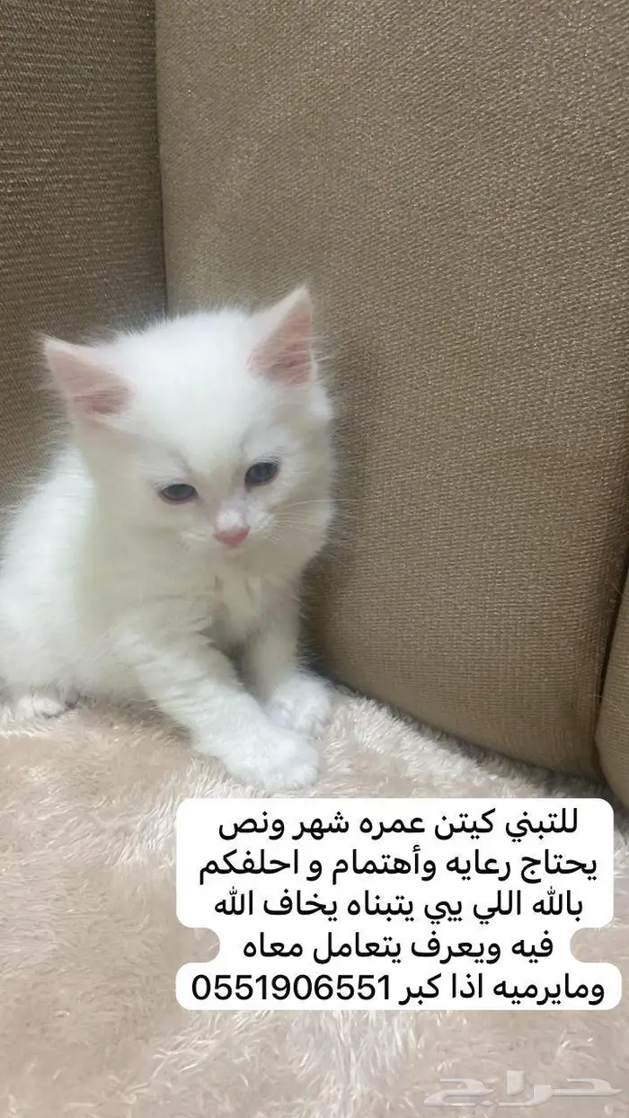 للتبني كيتن شيرازي ابيض 0
