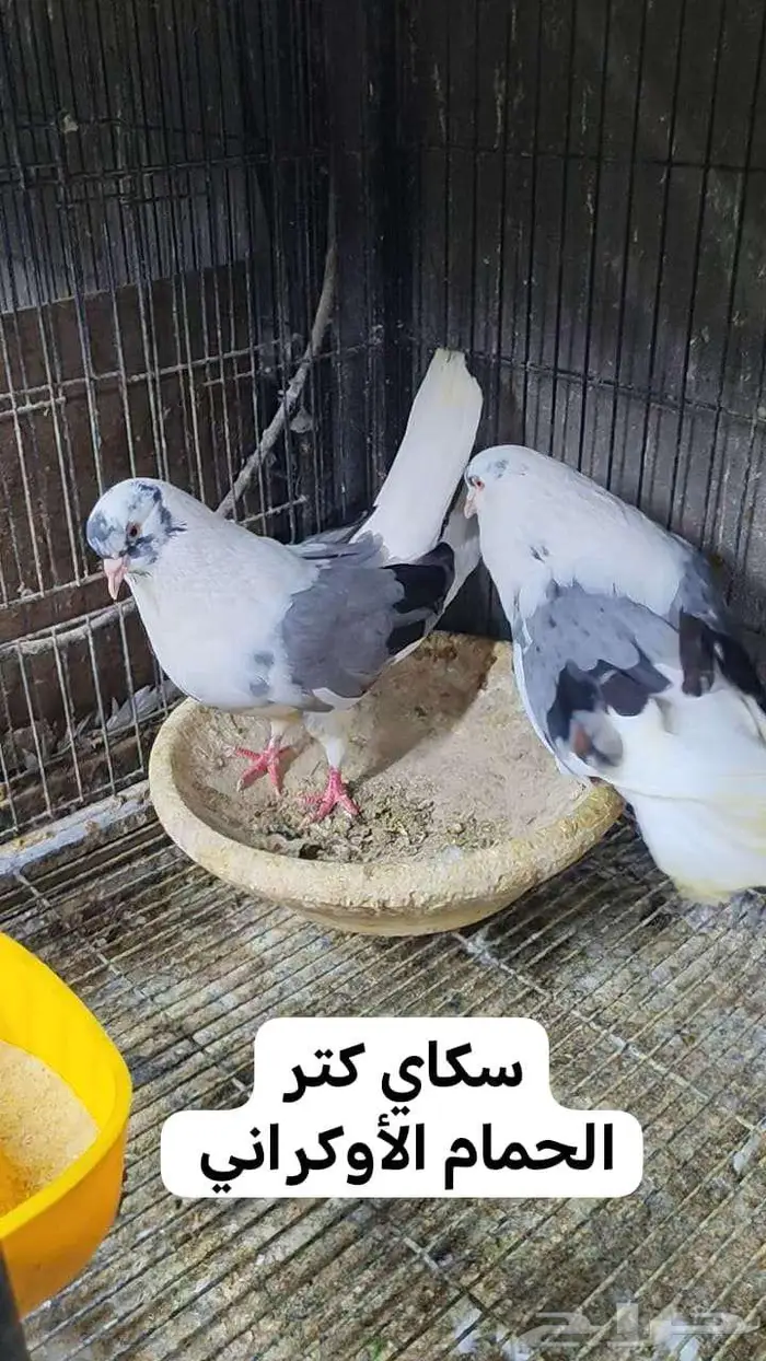 سكاي كتر 2