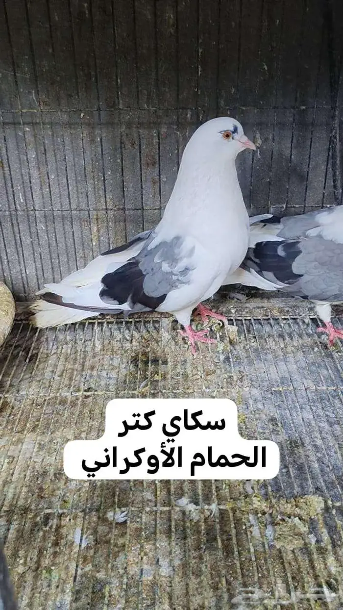 سكاي كتر 1