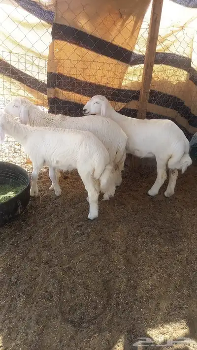 رخال 1