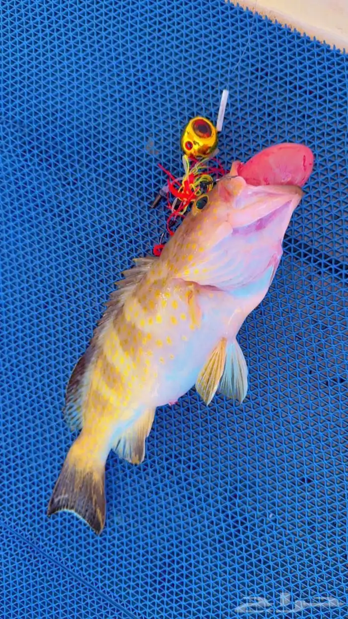 رحلات بحرية 6