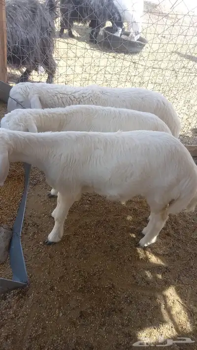 رخال 0