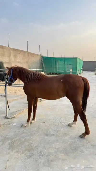 مهر شعبي للبيع 1