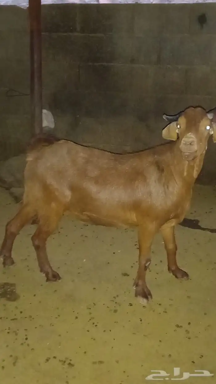 تيوس دهم للبيع 0