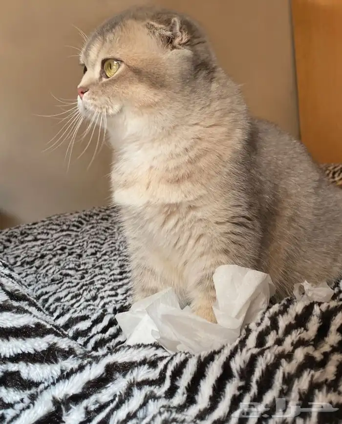 سكوتش فولد 16