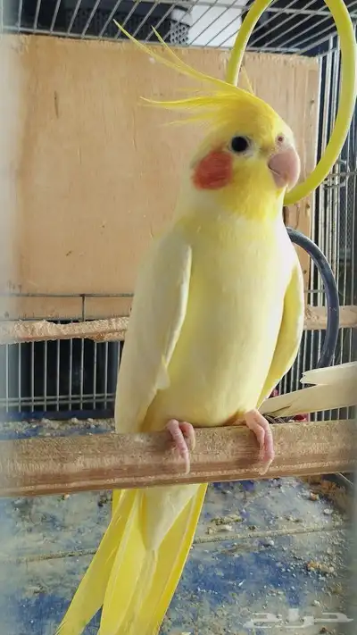 أقبل تبني أي نوع من الطيور 2
