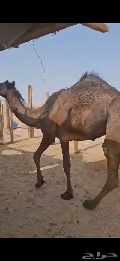 للبيع بكره طيبه وسمين الموقع الخرج 0