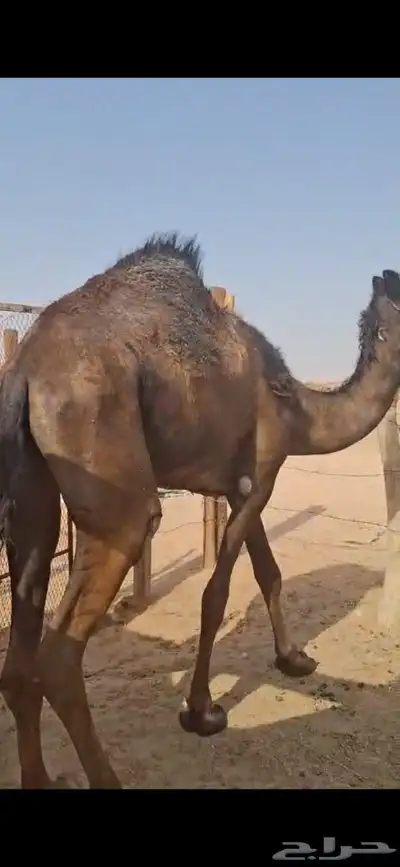 للبيع بكره طيبه وسمين الموقع الخرج 2