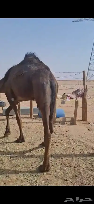 للبيع بكره طيبه وسمين الموقع الخرج 1