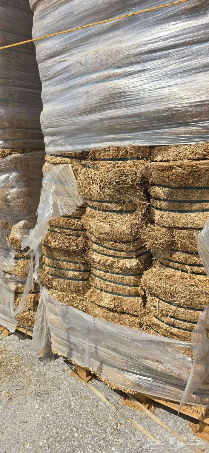 برسيم اسباني الدمام 0