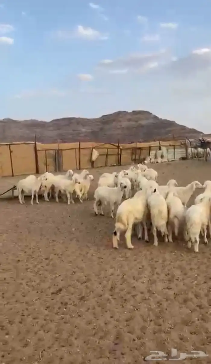 خرفان للبيع . 1