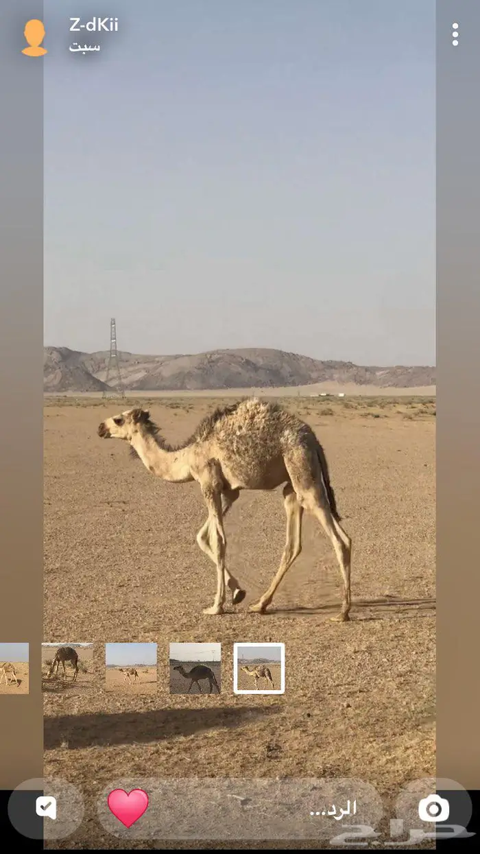 حاشي لباني 3