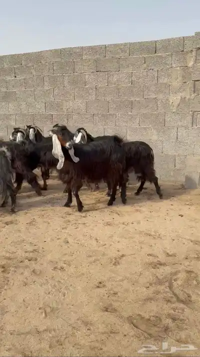 معزا 0