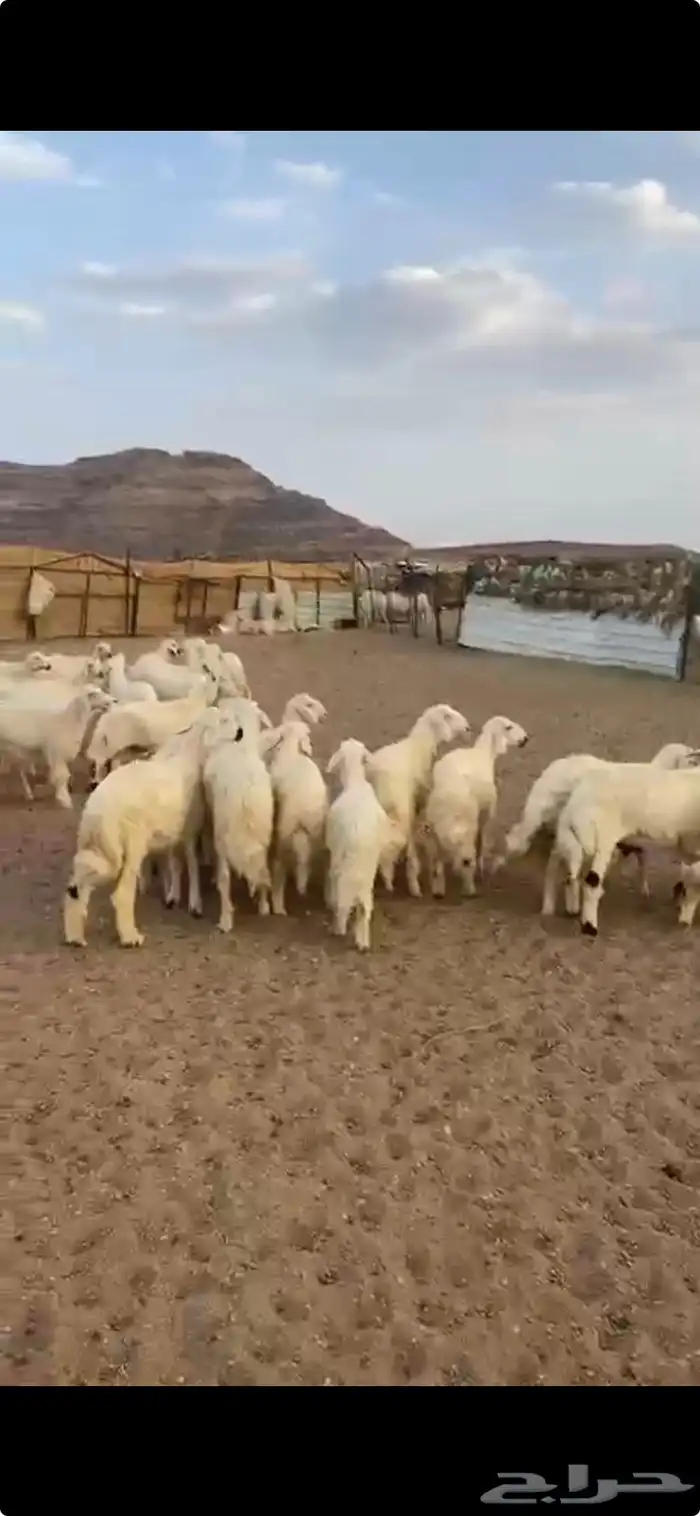 خرفان للبيع . 0