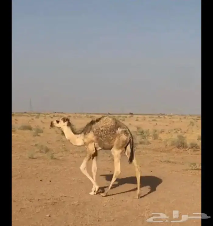 حاشي لباني 0