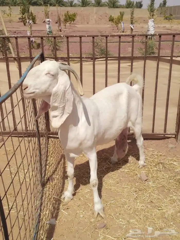 مشروع فحل مطور ابيض ابرص 5