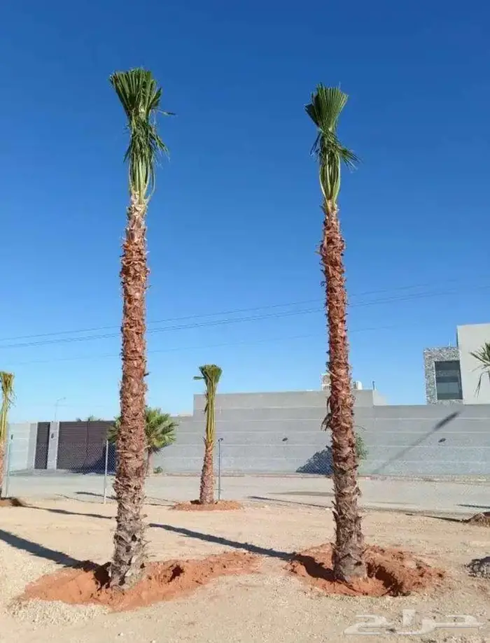 نخل واشنطني زينه 4