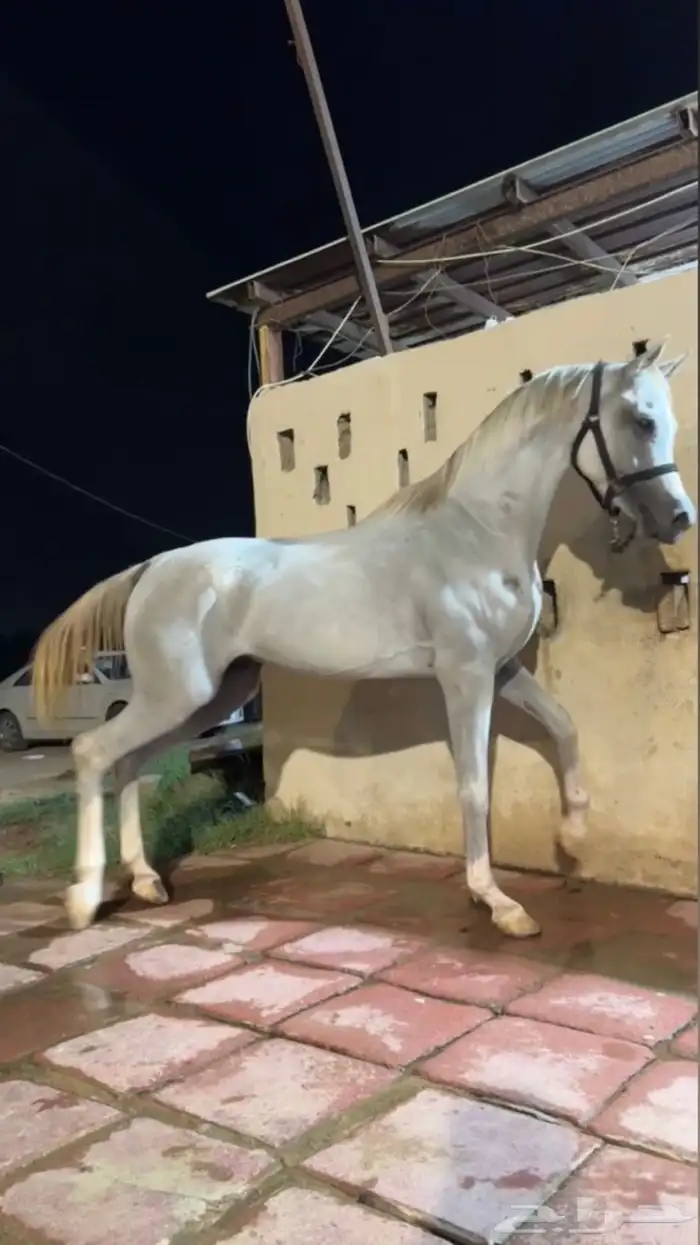 حصان شعبي 0