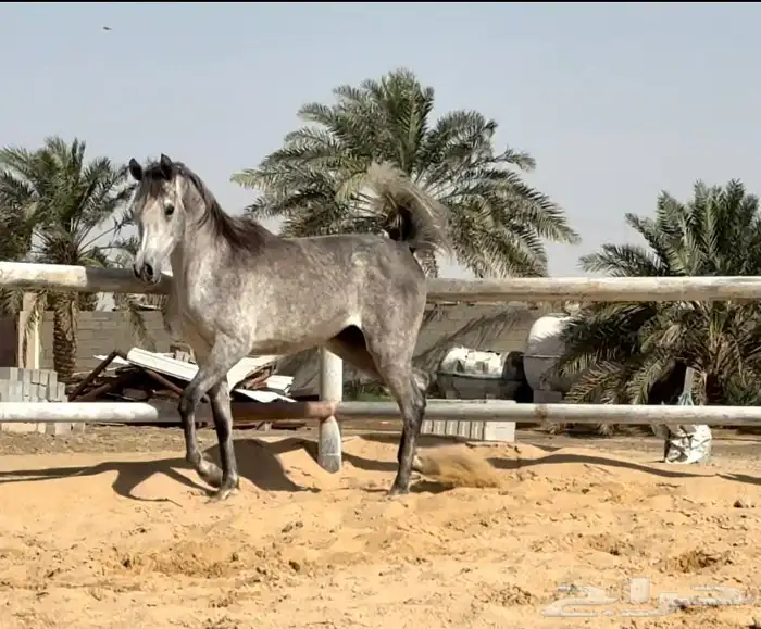مهره واهو 3