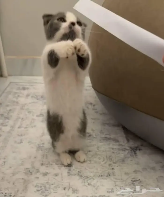 سكوتش منشكن 1