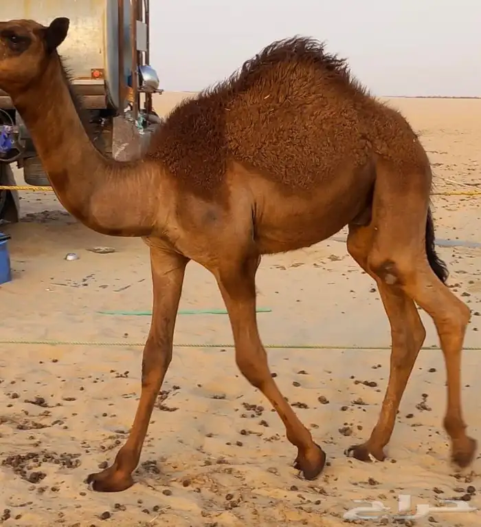 للبيع قعود مجهم 1