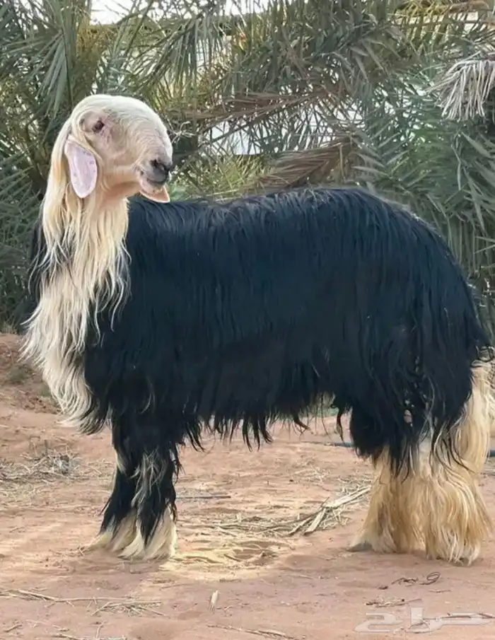خروف نجدي 0