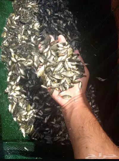 زريعة سمك بلطي وادي الدواسر 0