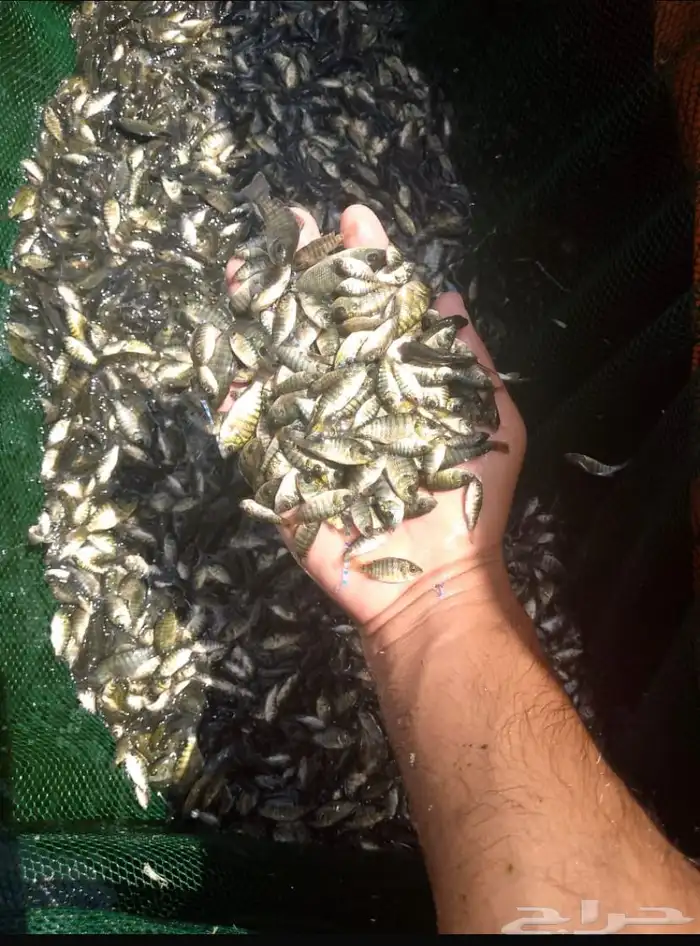 زريعة سمك بلطي وادي الدواسر 0