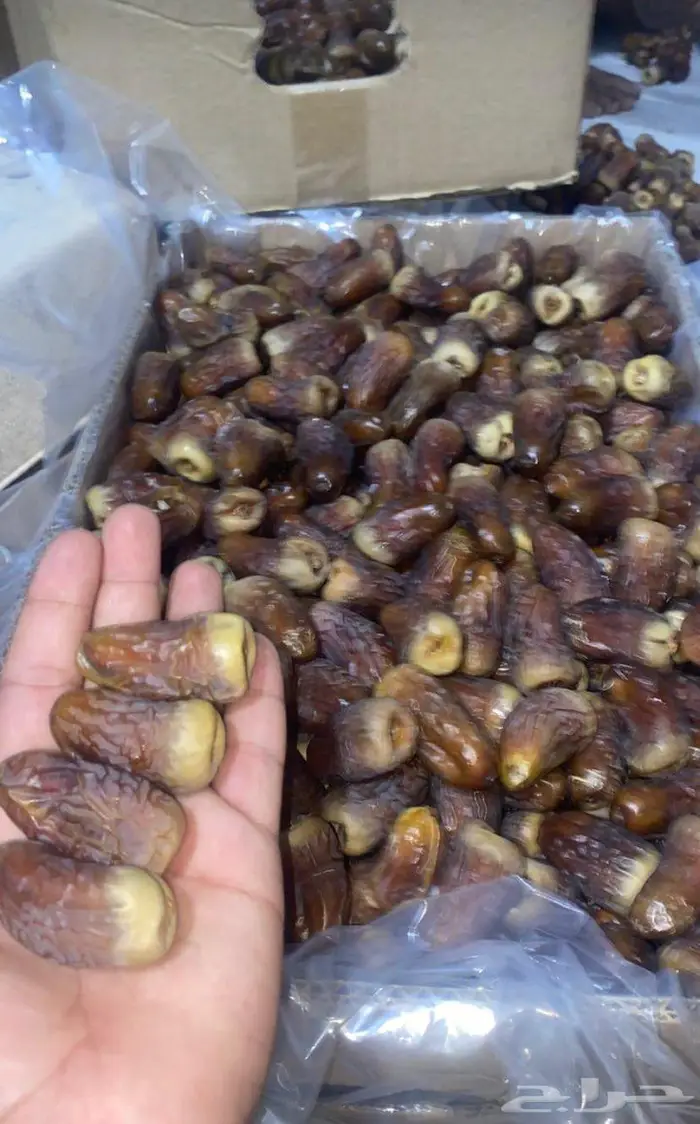 برني العيص 0