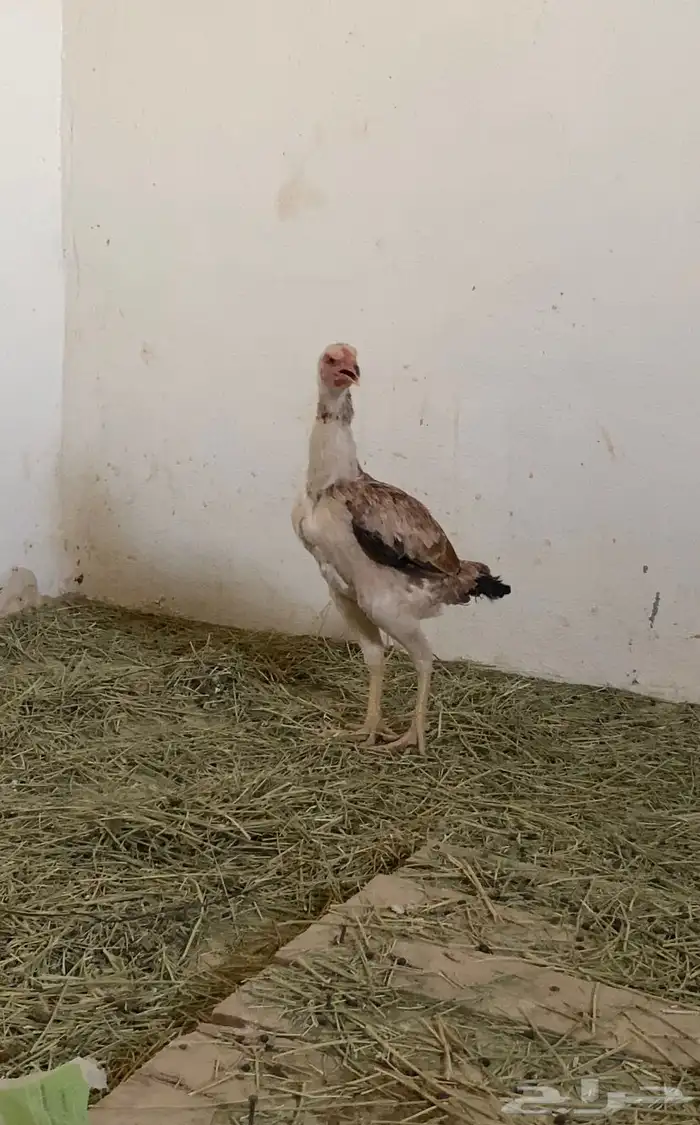 دجاج شامو ياباني 5