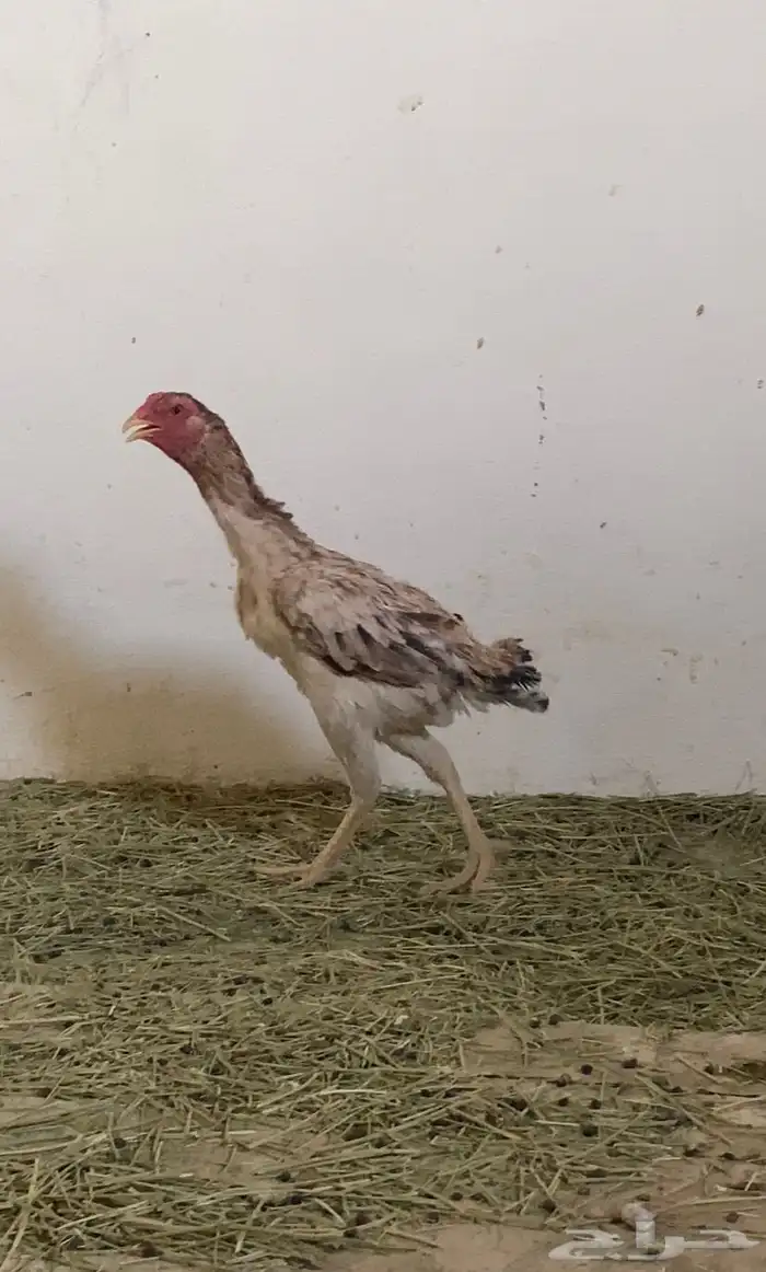 دجاج شامو ياباني 10