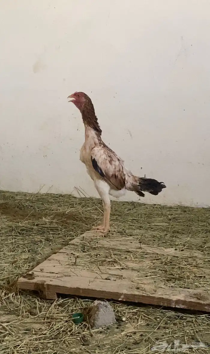 دجاج شامو ياباني 1